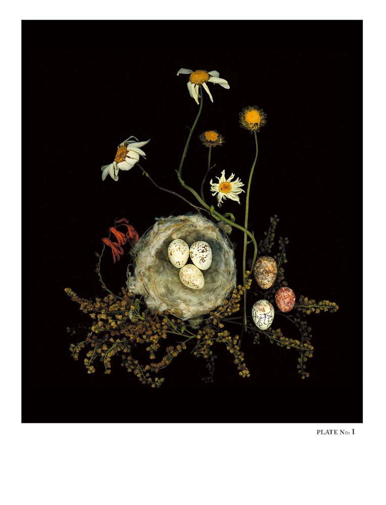 Oology packages of life birds eggs. stephen robert thornton.