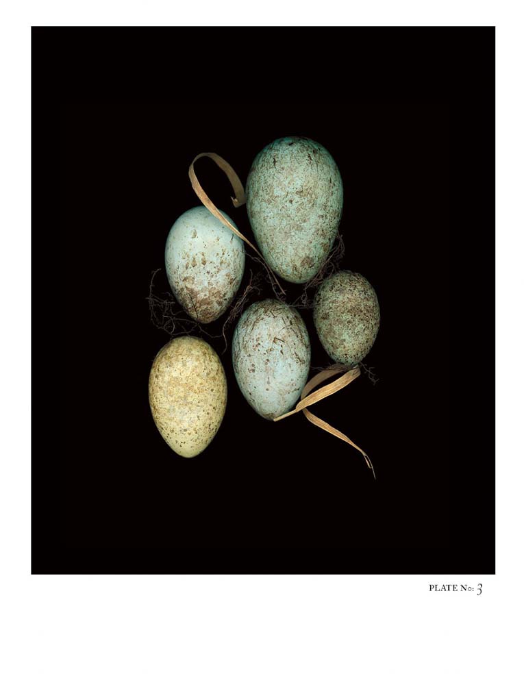 Oology packages of life birds eggs. stephen robert thornton.