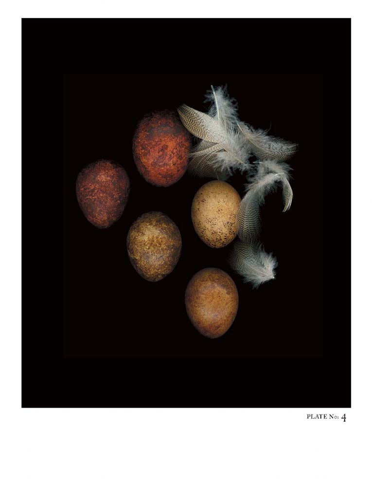 Oology packages of life birds eggs. stephen robert thornton.