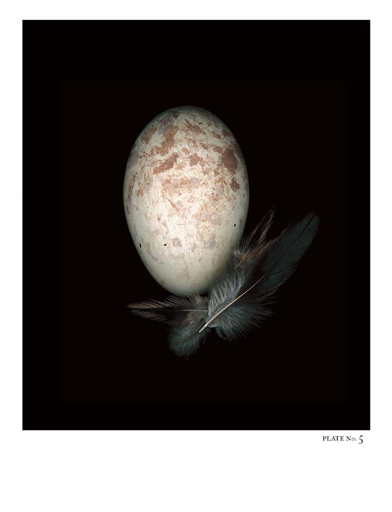 Oology packages of life birds eggs. stephen robert thornton.