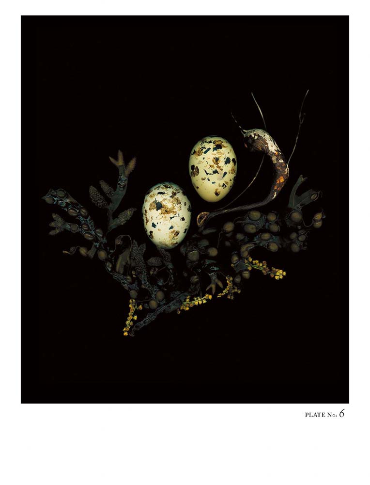 Oology packages of life birds eggs. stephen robert thornton.
