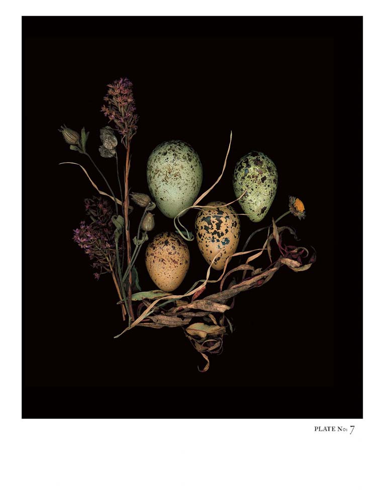Oology packages of life birds eggs. stephen robert thornton.