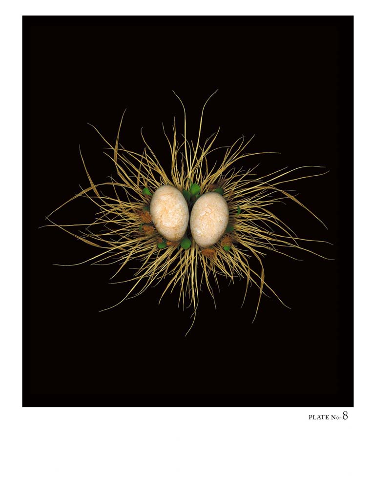 Oology packages of life birds eggs. stephen robert thornton.