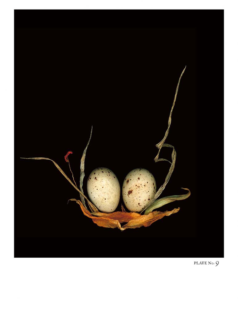 Oology packages of life birds eggs. stephen robert thornton.