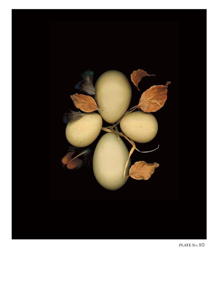 Oology packages of life birds eggs. stephen robert thornton.
