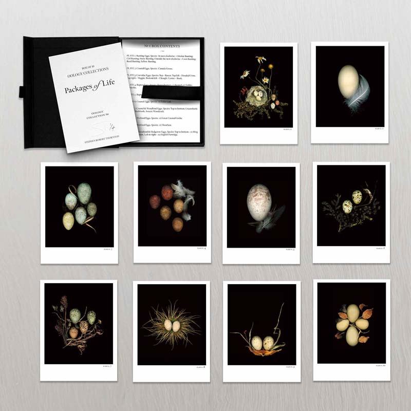 Oology packages of life birds eggs. stephen robert thornton.