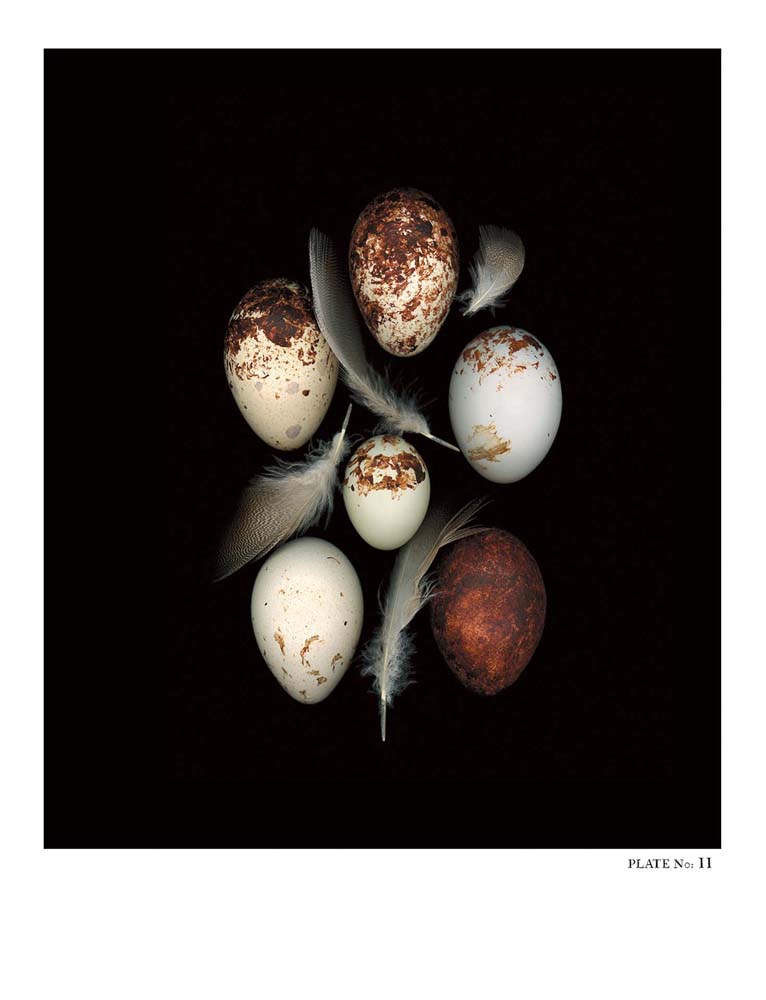 Oology packages of life birds eggs. stephen robert thornton.
