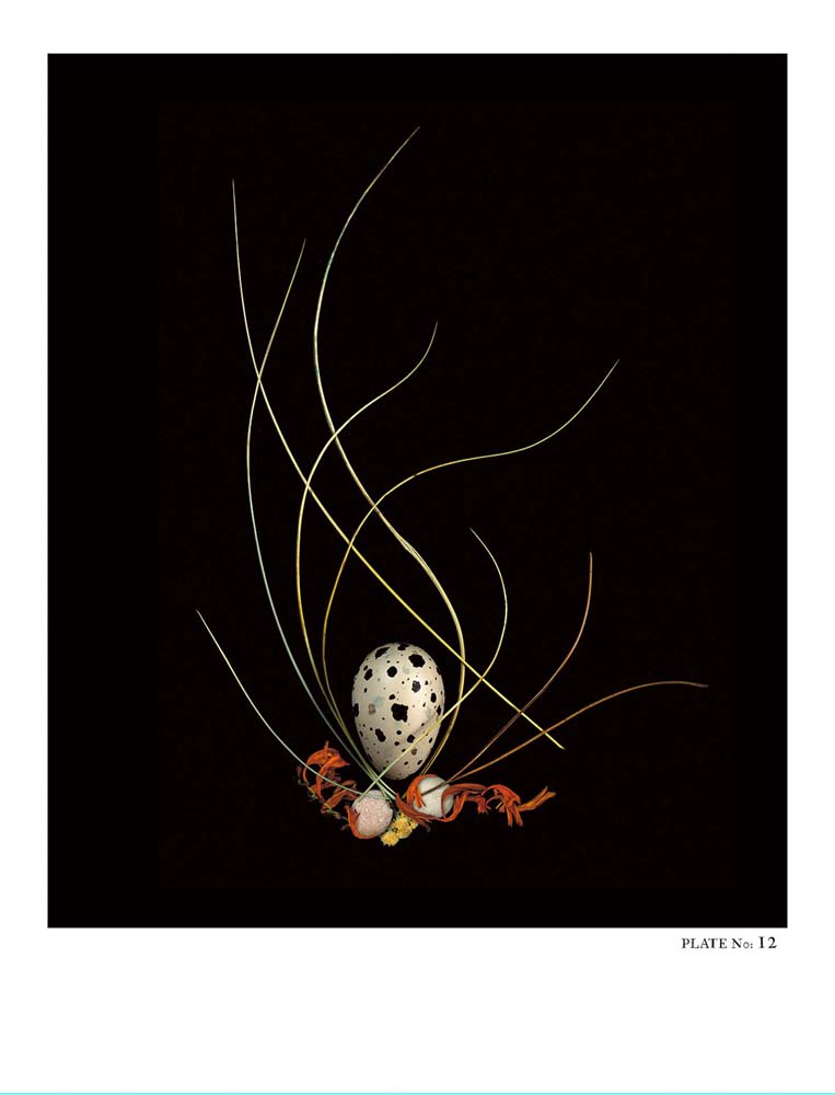 Oology packages of life birds eggs. stephen robert thornton.
