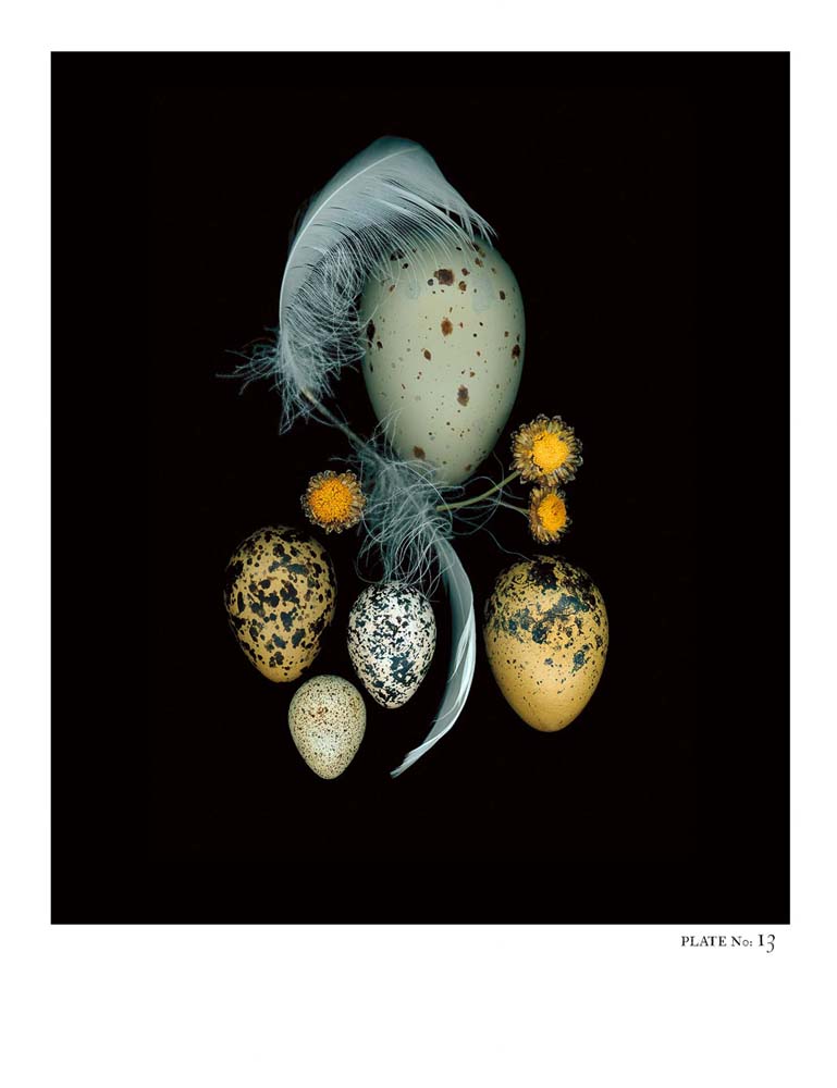 Oology packages of life birds eggs. stephen robert thornton.