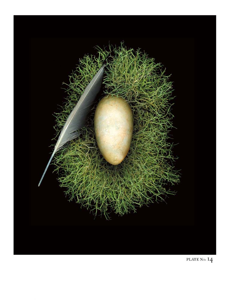 Oology packages of life birds eggs. stephen robert thornton.