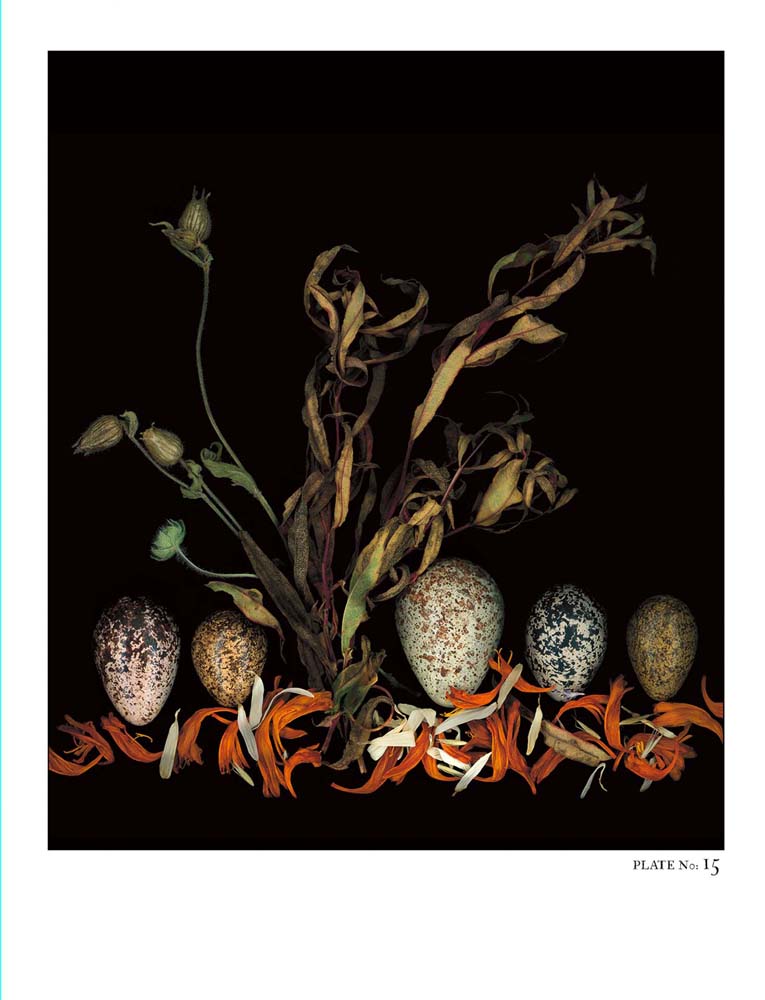 Oology packages of life birds eggs. stephen robert thornton.