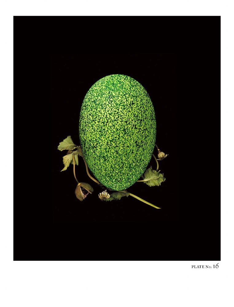 Oology packages of life birds eggs. stephen robert thornton.