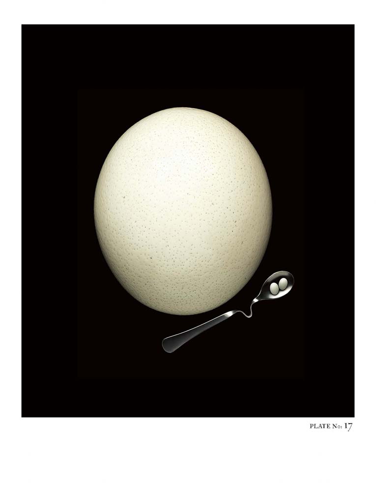 Oology packages of life birds eggs. stephen robert thornton.