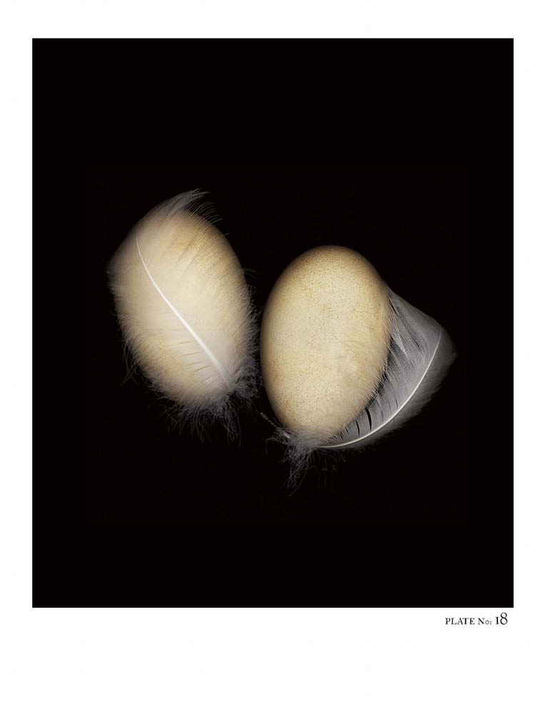 Oology packages of life birds eggs. stephen robert thornton.