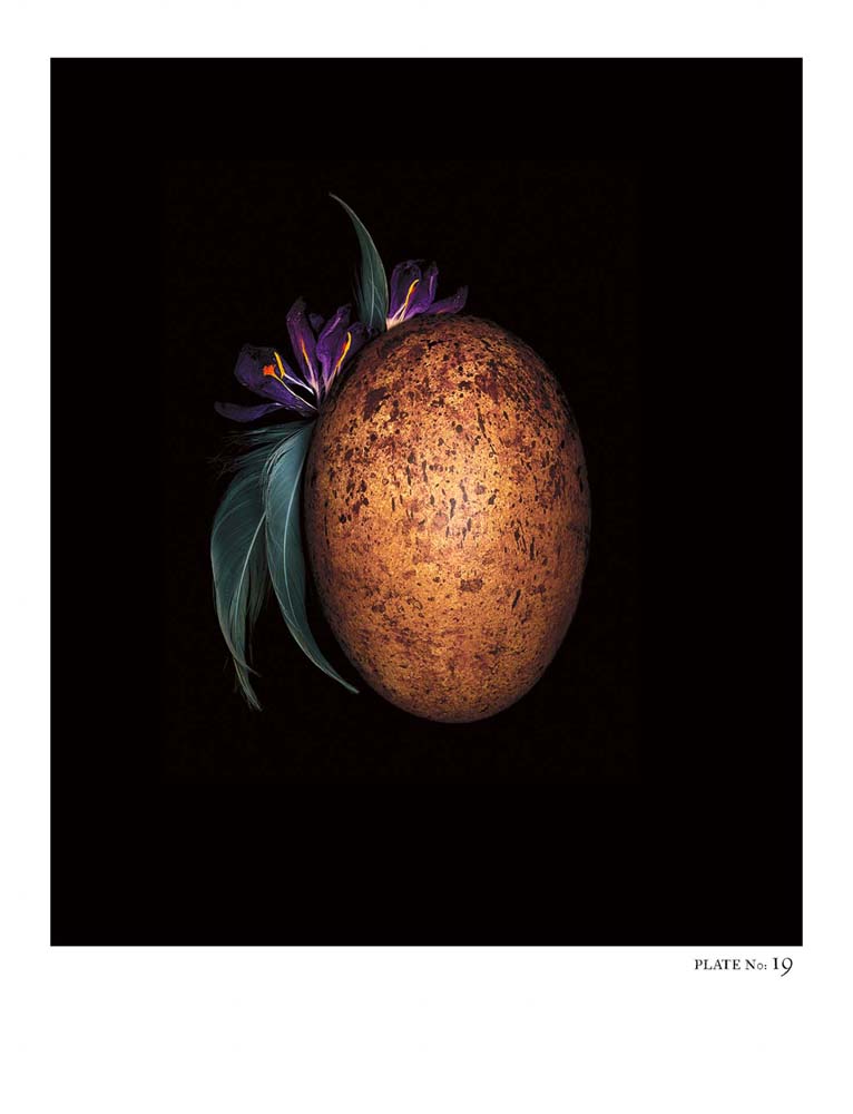 Oology packages of life birds eggs. stephen robert thornton.