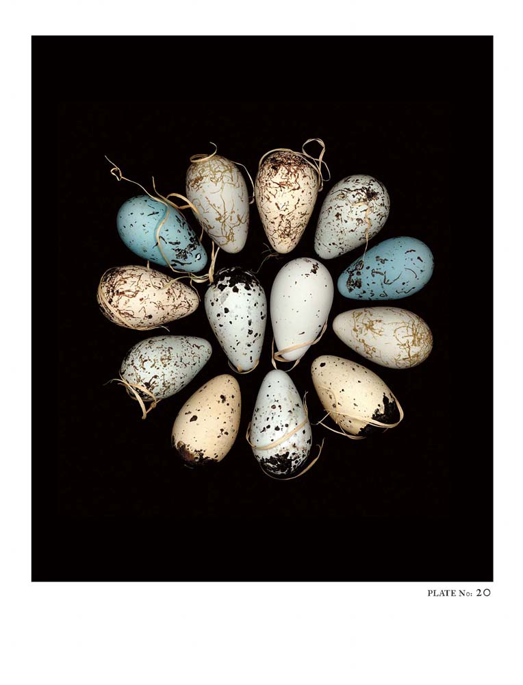Oology packages of life birds eggs. stephen robert thornton.
