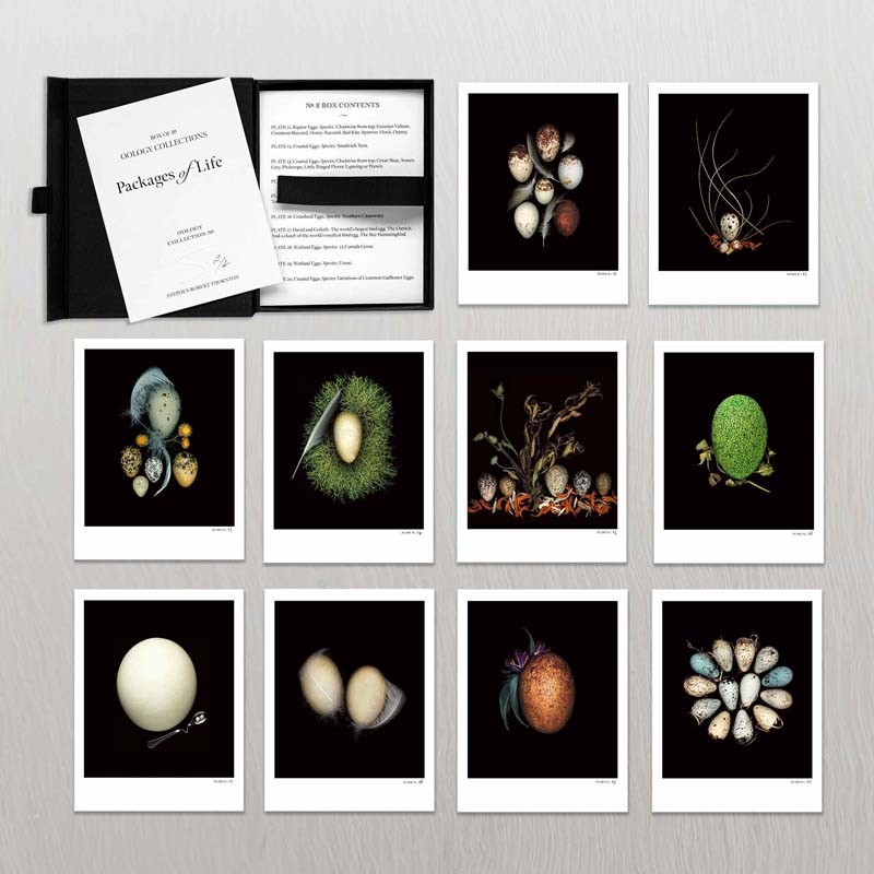 Oology packages of life birds eggs. stephen robert thornton.