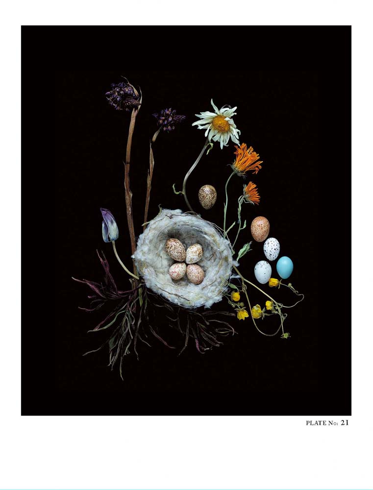 Oology packages of life birds eggs. stephen robert thornton.