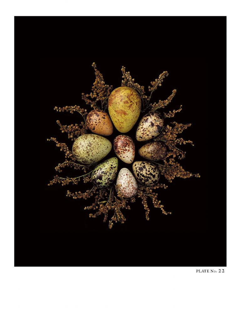 Oology packages of life birds eggs. stephen robert thornton.