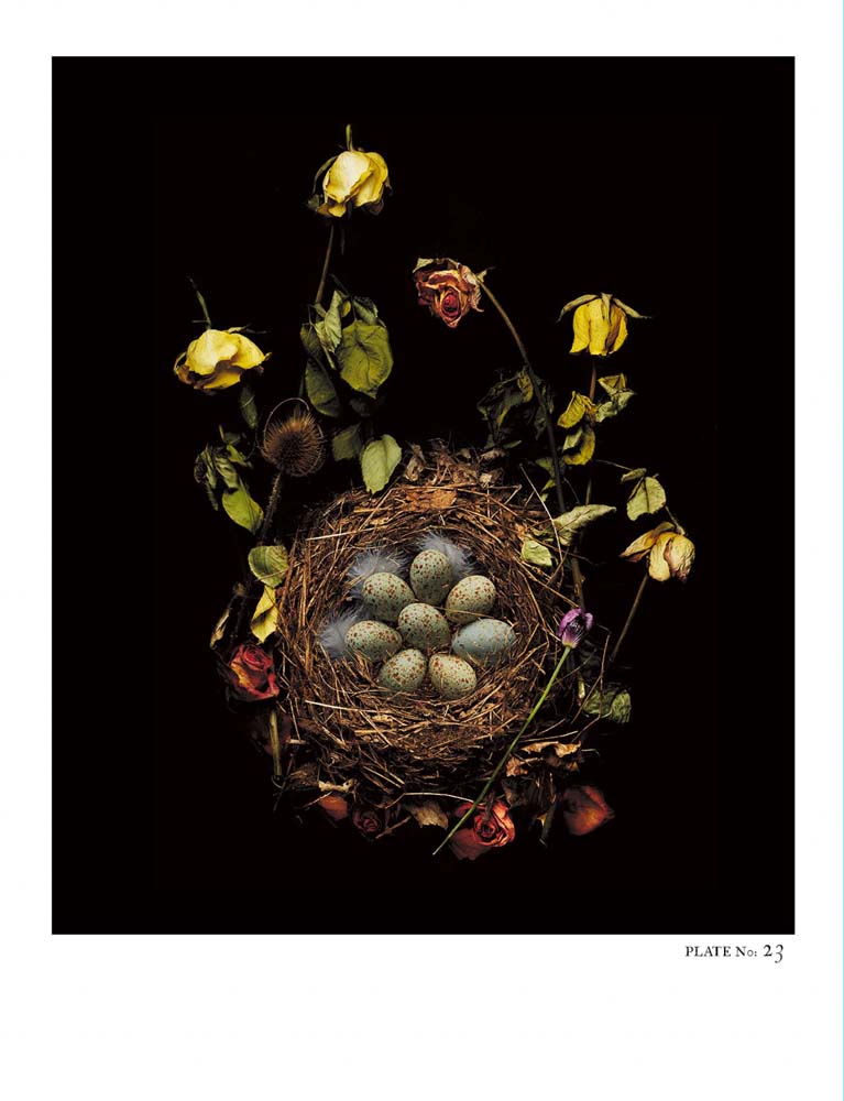 Oology packages of life birds eggs. stephen robert thornton.