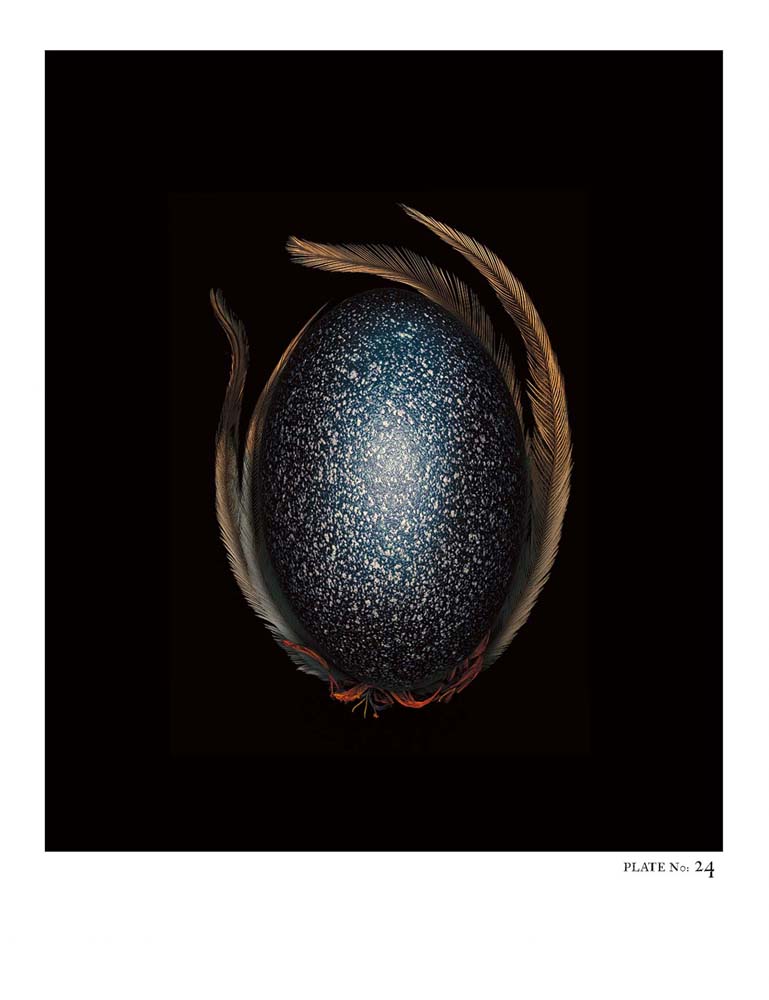 Oology packages of life birds eggs. stephen robert thornton.
