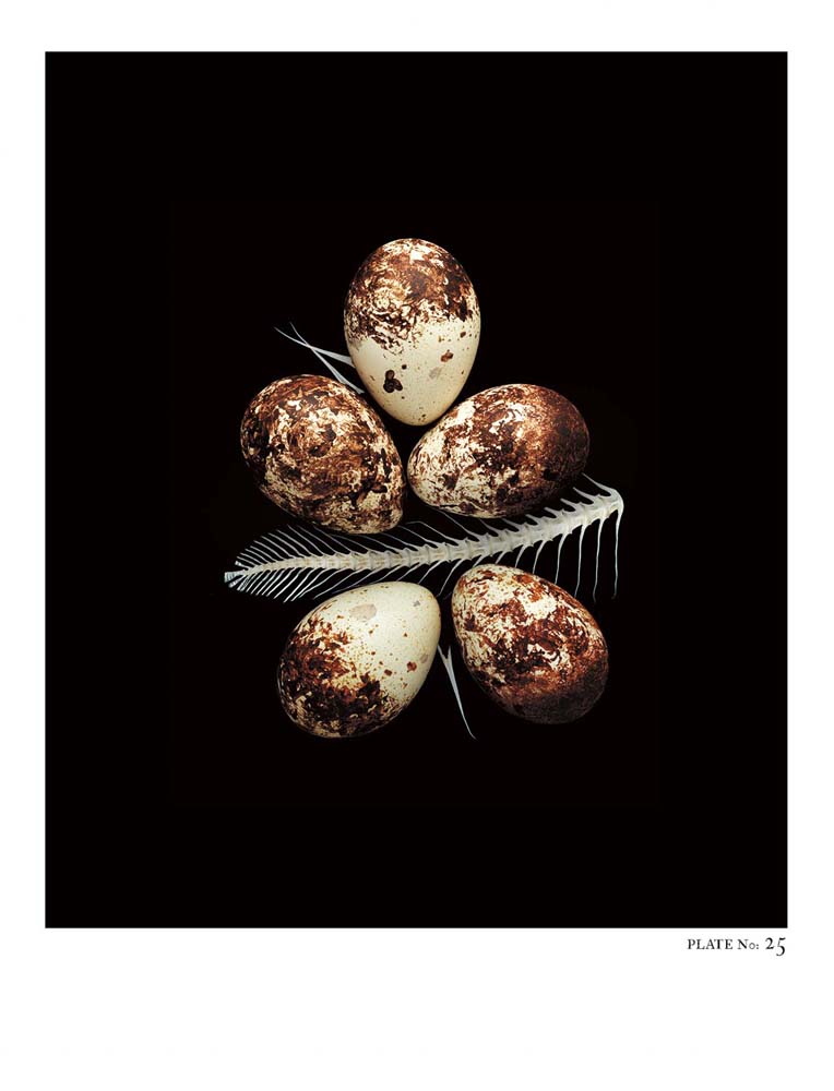 Oology packages of life birds eggs. stephen robert thornton.