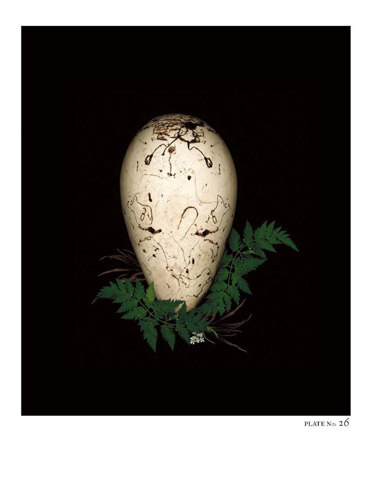 Oology packages of life birds eggs. stephen robert thornton.