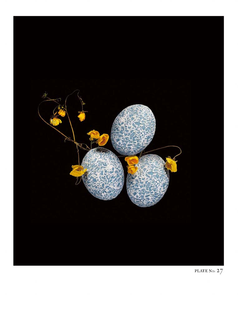 Oology packages of life birds eggs. stephen robert thornton.