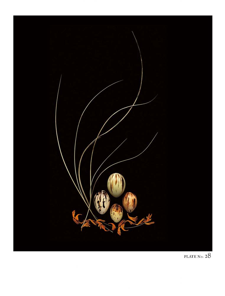 Oology packages of life birds eggs. stephen robert thornton.