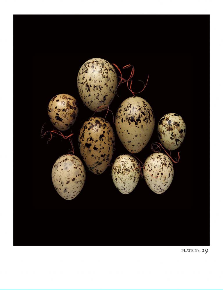 Oology packages of life birds eggs. stephen robert thornton.