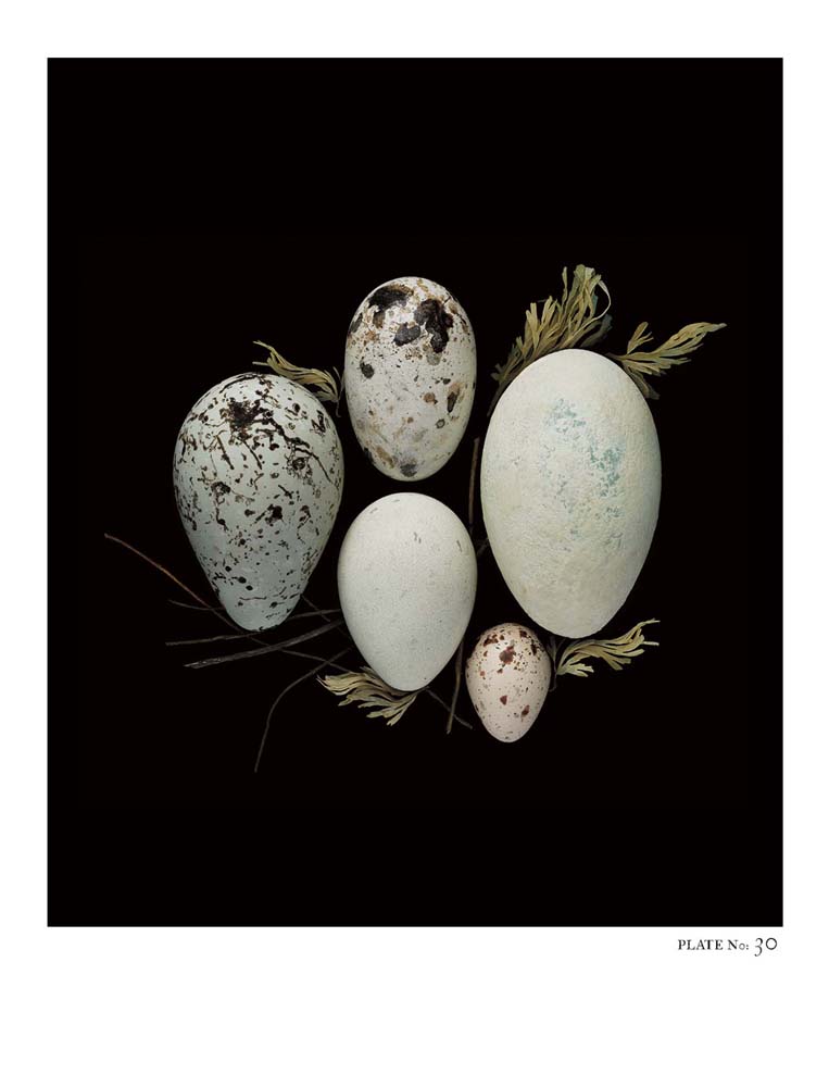 Oology packages of life birds eggs. stephen robert thornton.