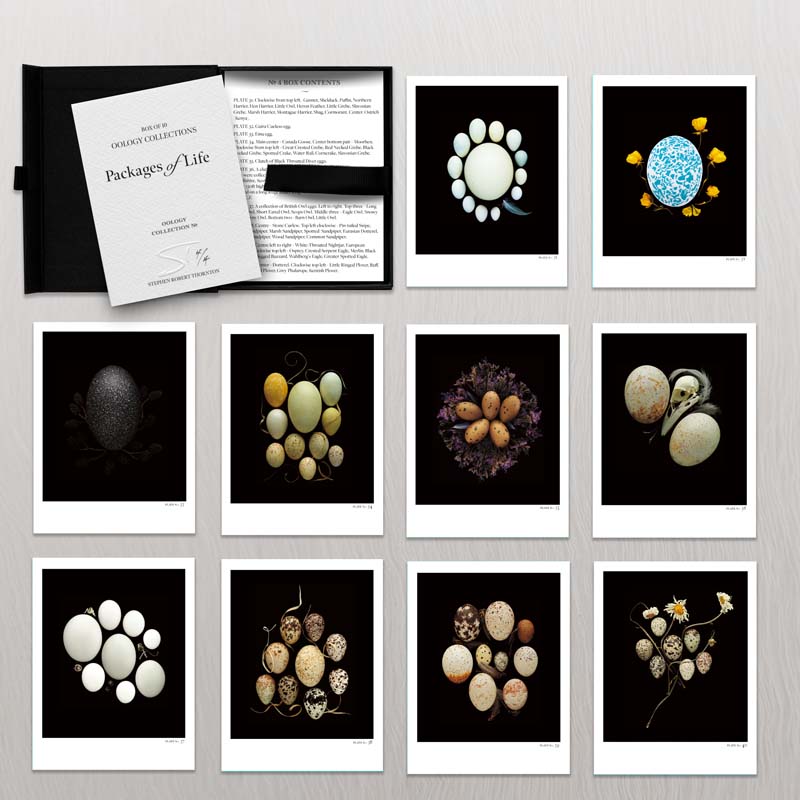 Oology box set 4 12