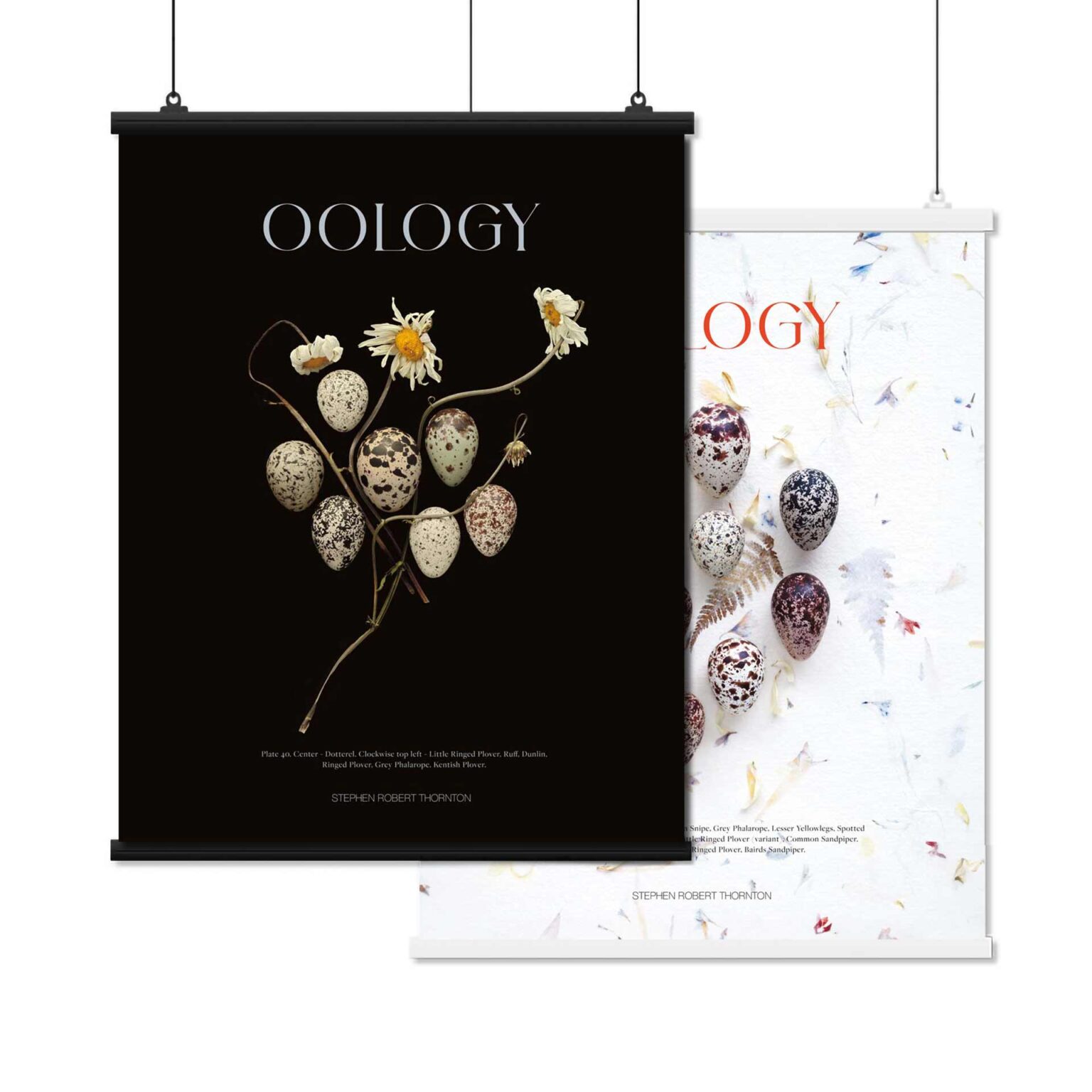 Oology posters 1