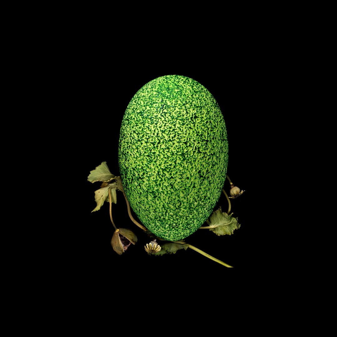 Packages of life birds eggs. stephen robert thornton. plate plate 16. southern cassowary egg with poppy plants.