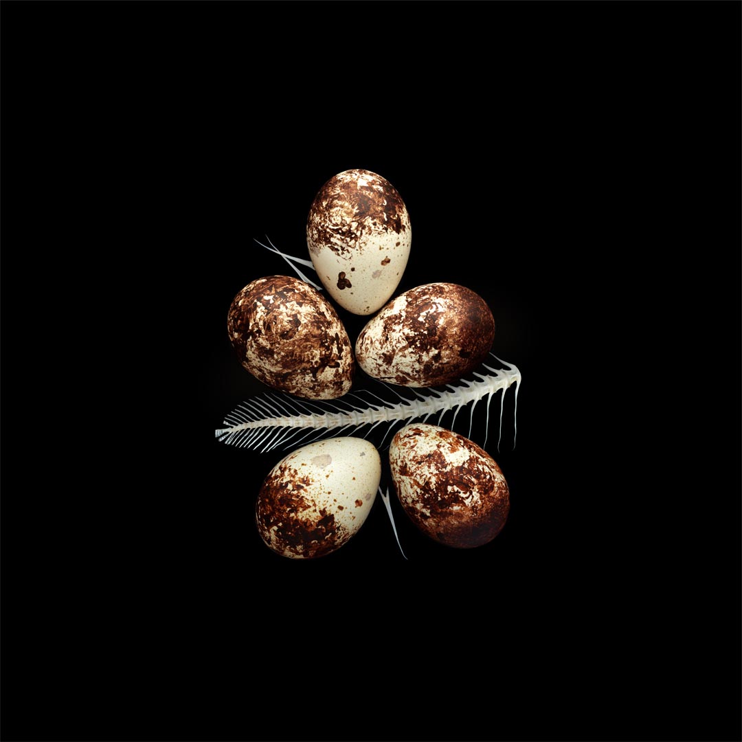 Packages of life birds eggs. stephen robert thornton. plate 25. a clutch of osprey eggs.