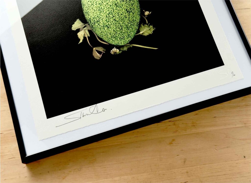 St oology limited editions 1