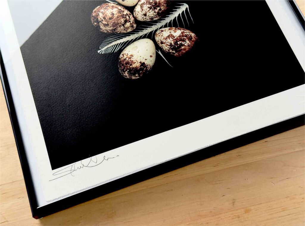 St oology limited editions 2